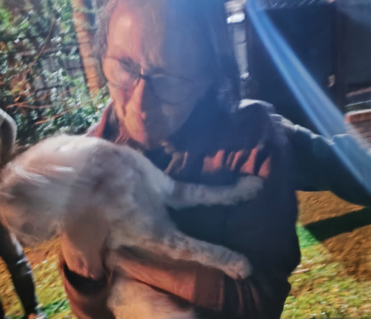 Un gato se subió a una palmera en Funes y quedó atrapado en la altura: lo rescataron tras dos días de angustia